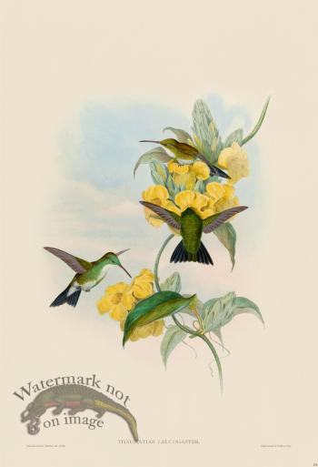 Gould Hummingbird 294